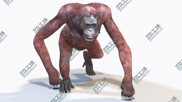 images/goods_img/20210312/Orangutan Female Animated 3D model/1.jpg